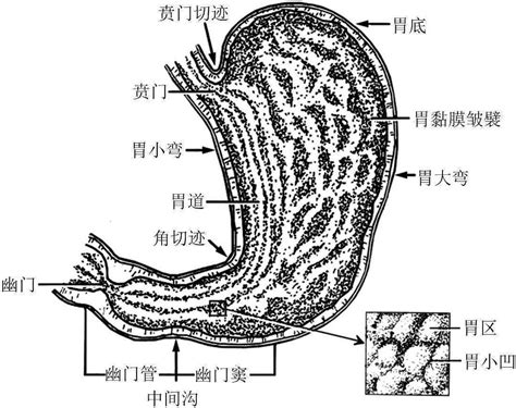 胃位置